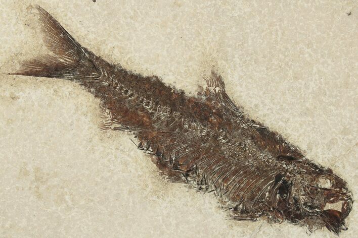 5.3" Detailed Fossil Fish (Knightia) - Wyoming